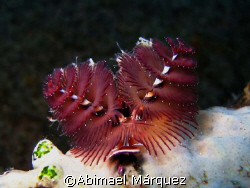 A little Christmas Tree for all members of Underwater Pho... by Abimael Márquez 